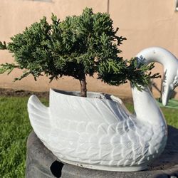 Bonsai Plants For Sale $50 Each Many To Choose From