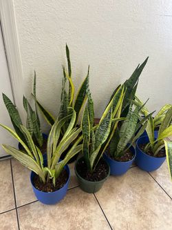 Snake plants 15 each