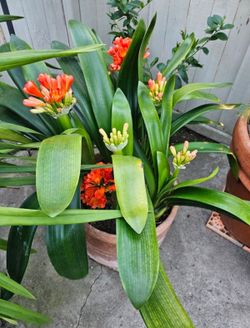 ​🪴 Vibrant Orange Clivia (Clivia Miniata) Cluster – Large Pot