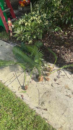Giant Dioon