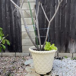 Plumeria In a Pot