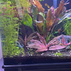 Aquarium Plants 