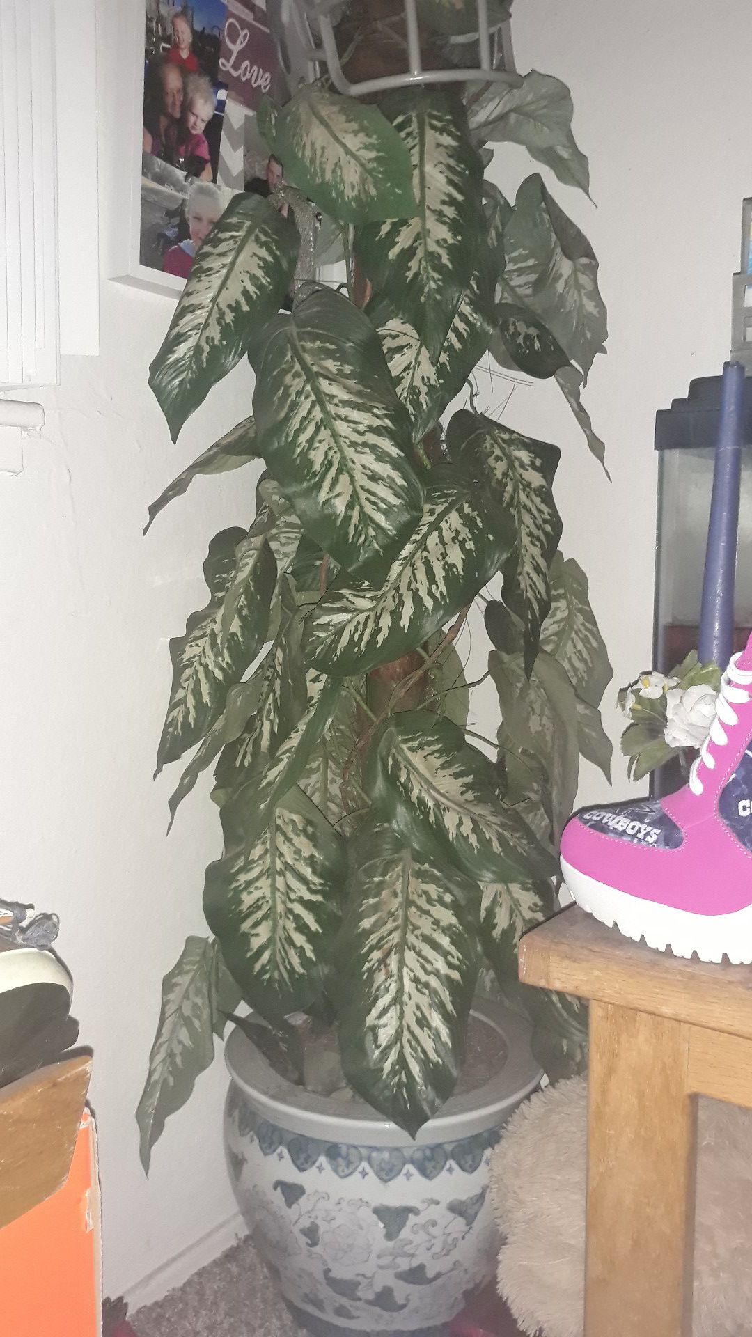 Fake house plant with real pot