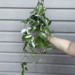 6” Hoya Queen 