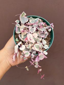 4” variegated strings of hearts