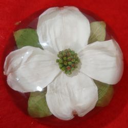 Vintage Lucite Paperweight White Flower Dogwood Blossom