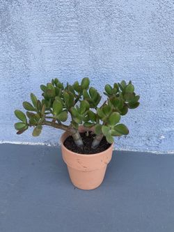 Jade Plant