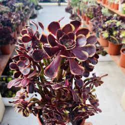 Aeonium Super Bang On Sale