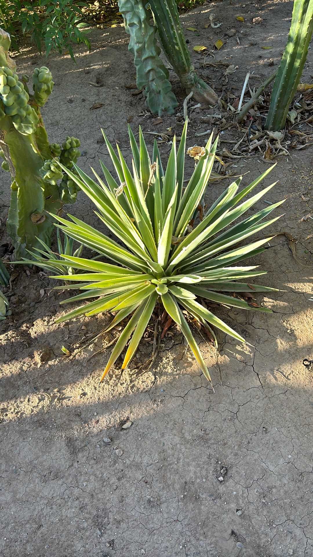 Green Yucca Plant $50 Each Plant