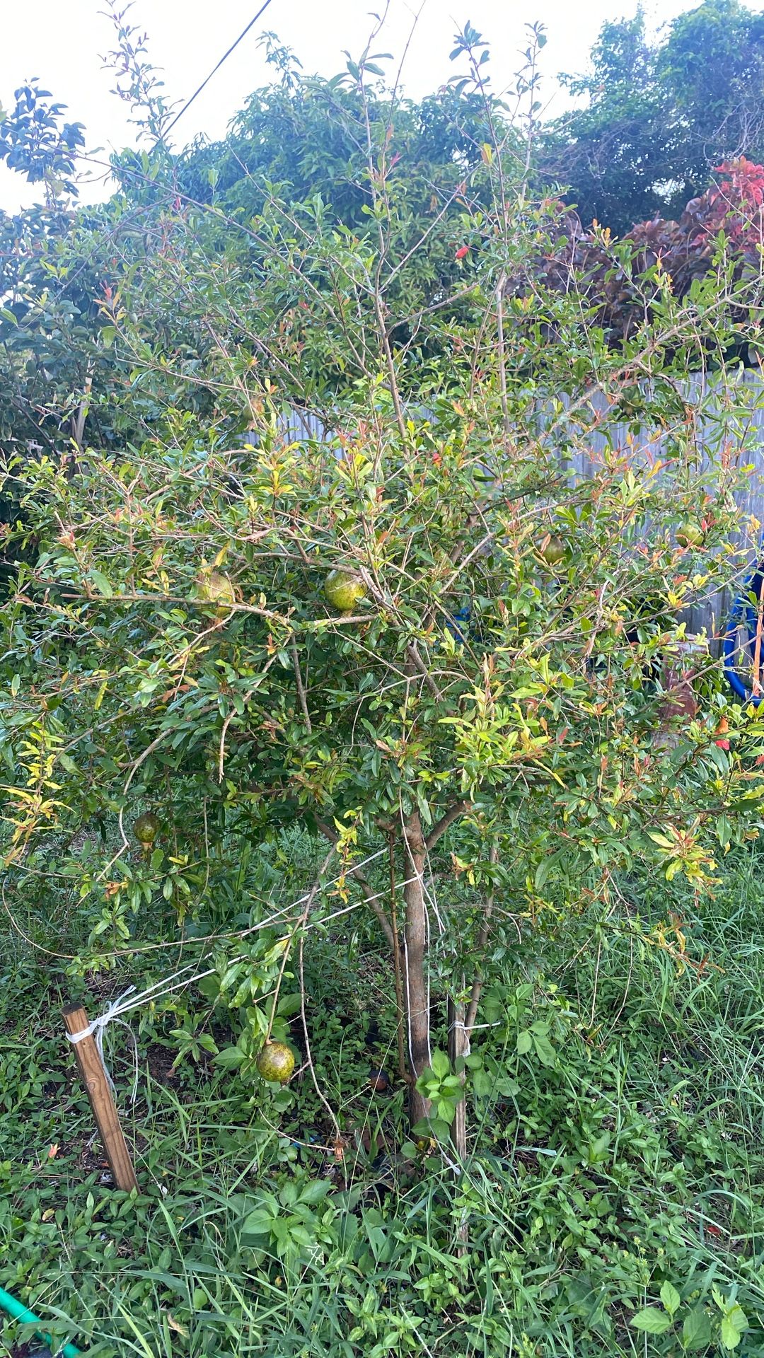 Arbor de Granada con 15 a 18 frutas
