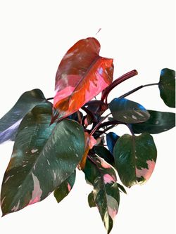 Pink Princess Philodendron – Large 6” Pink Variegated Plant 🌿