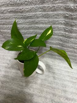Indoor Live Plant