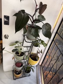 Plants stand for 7 plants 🪴