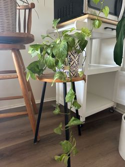 Beautiful plant with a cute pod.