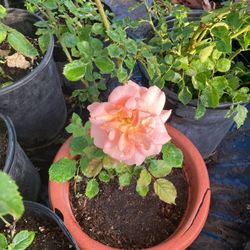 Rose Pink $15