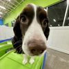 SummerJoy