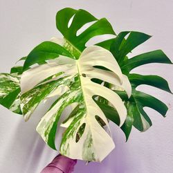 monstera albo variegated plant