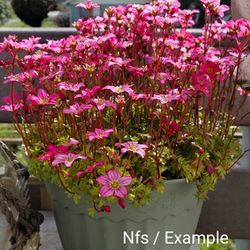 Saxifraga For Sale Outdoor Plant Pot Or Ground Cover
