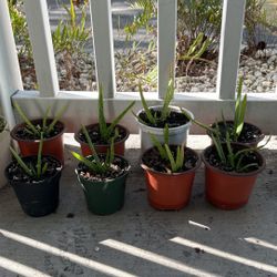 Aloe plant 