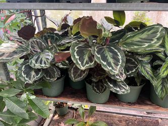Assorted Calatheas in 6” pot. SPECIAL PRICE 🤩