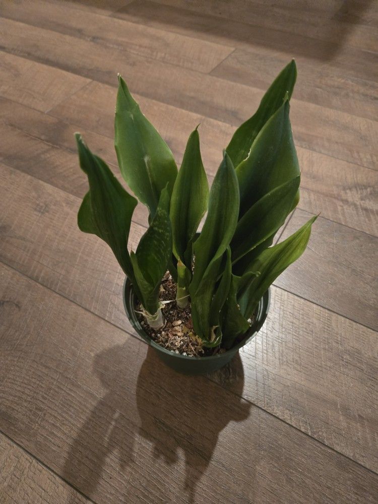 Live Snake Plant