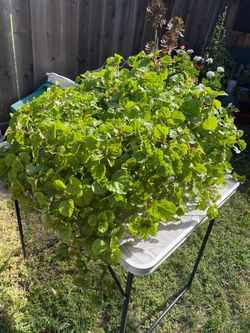 Plant #7