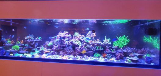 Waterbox rimless reef lx320