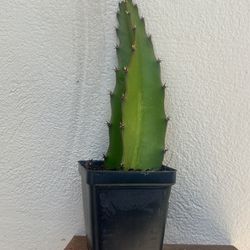 Pink Dragon Fruit Hylocereus costaricensis Cuttings 6”