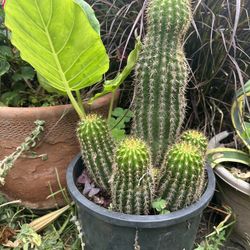 Cactus Plant & Alocasia Plant 