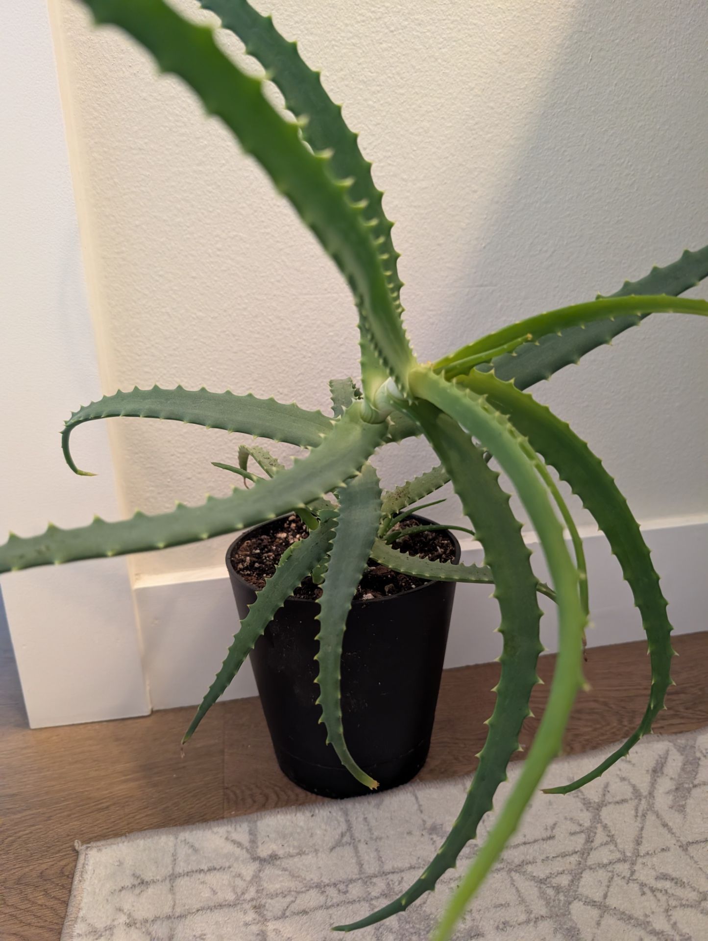 Aloe