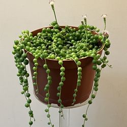 STRING OF PEARLS PLANT