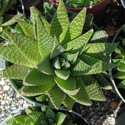 Beautiful Small Agave Only $10💚