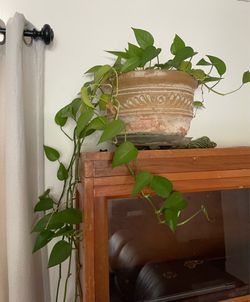 Potted House Plants