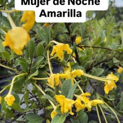 💛 Yellow Night Blooming Jasmine