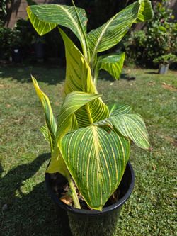 Cannaly Lilly Plant