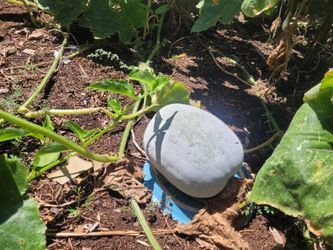 Winter melon