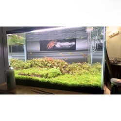 Fish Tank Aquarium 