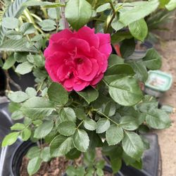 Rose Bush 