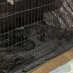 42x38 Cage For Belgian Malinois