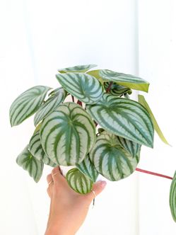 Pepperomia Watermelon Plant 4" Pot - Indoor House Plants