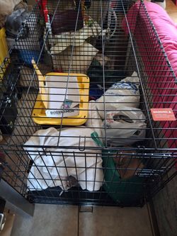 Xtra Large Dog kennel