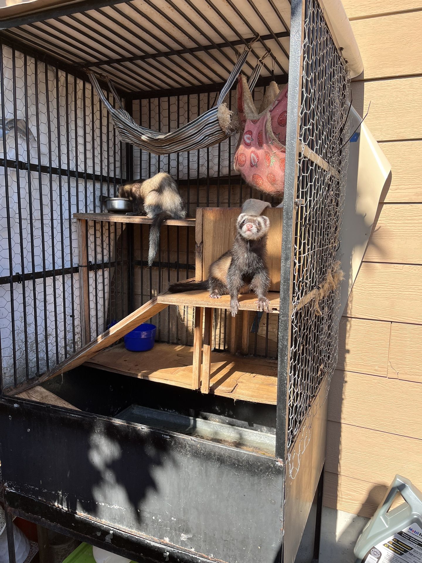 Ferret Cage!