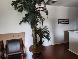 Faje Palm Tree