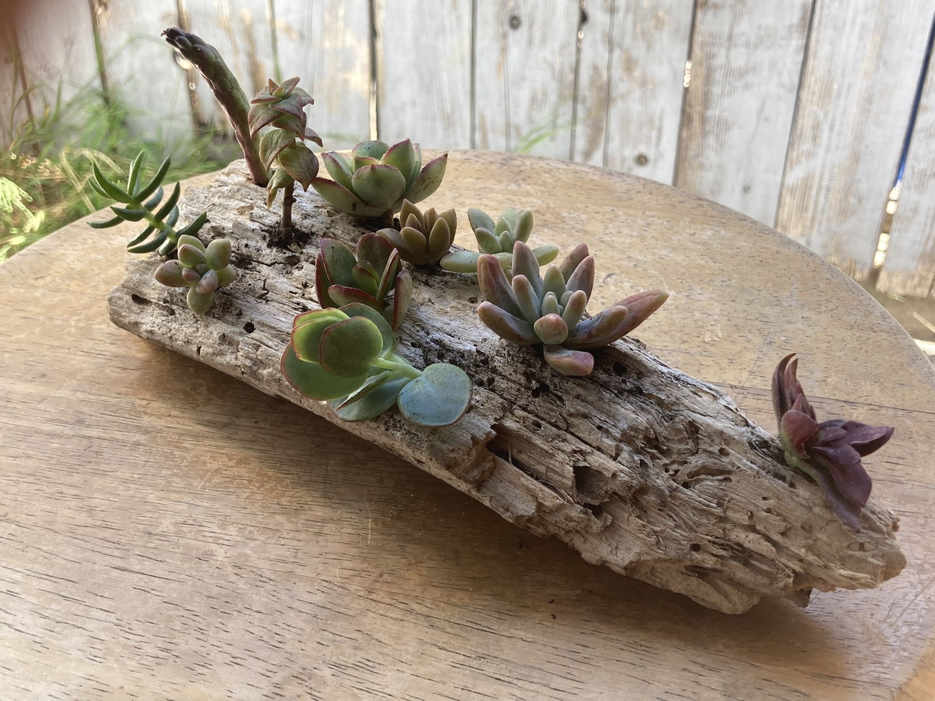 Driftwood Planter Succulent/Cactus Arrangement 