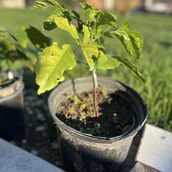 Clausena lansium Wampee Plant