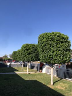 Bush & Tree Trimmed