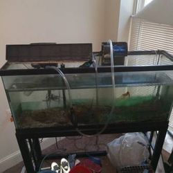 55 Gallon Aquarium Without Stand