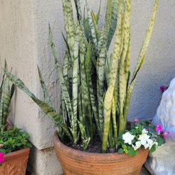 Large Snake Plant with Impatient flowers in a Terra Cotta Pot