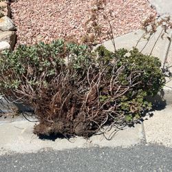 Free succulents with pollinators.