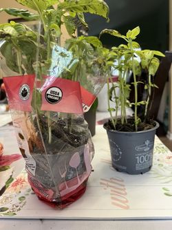 Basil Plant